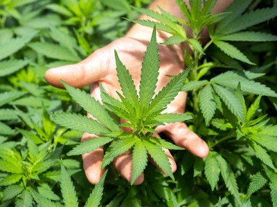 Hydrog&egrave;ne &agrave; partir de chanvre : Qairos demande sa liquidation