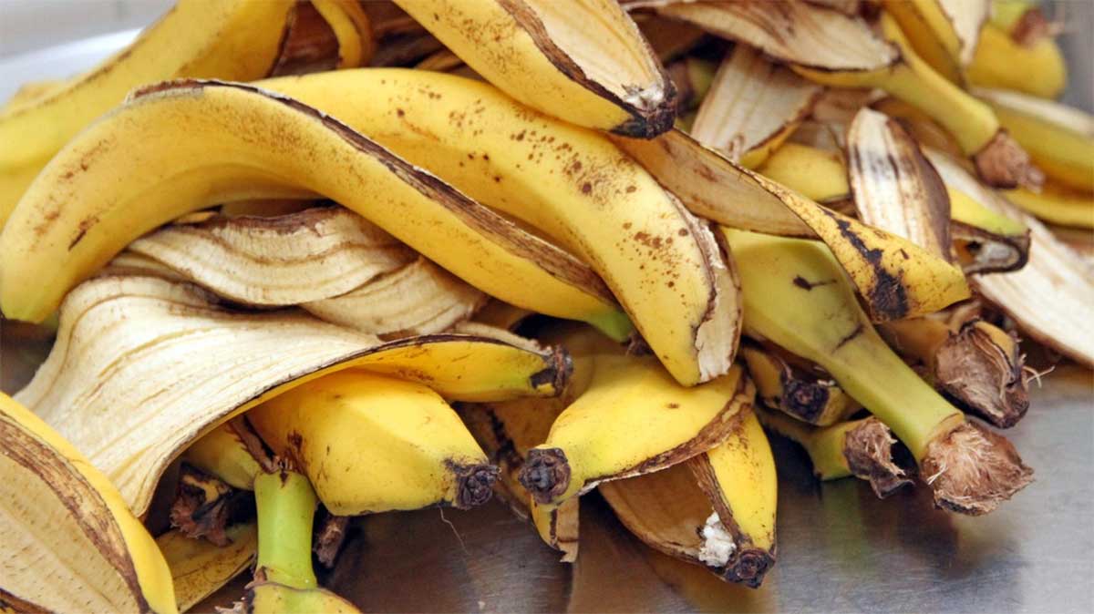 De l'hydrogène à partir de peaux de bananes ?
