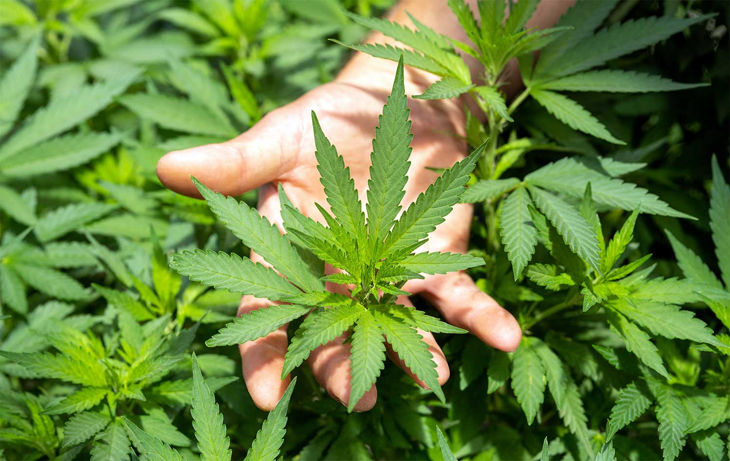 Hydrog&egrave;ne &agrave; partir de chanvre : Qairos demande sa liquidation