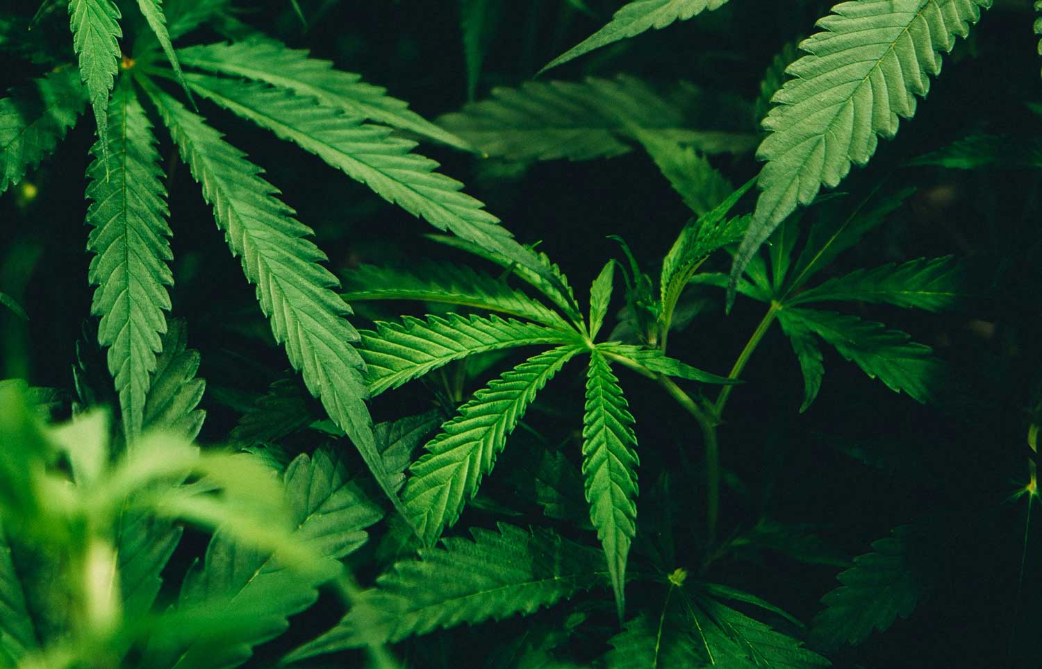 Hydrog&egrave;ne &agrave; base de Chanvre : Qairos au bord de la faillite